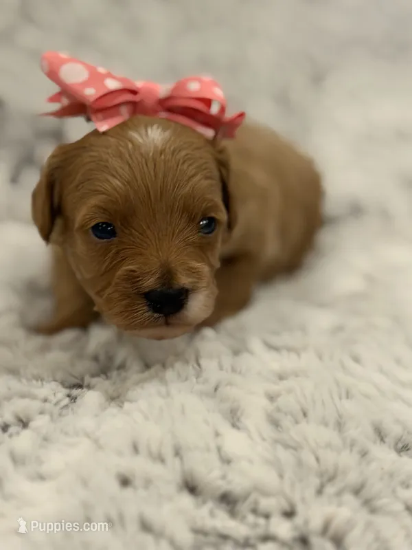 Honey – Maltipoo puppy for sale in Tucson, AZ