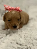 Honey, a female Maltipoo for sale in Tucson, AZ – 1 of 10