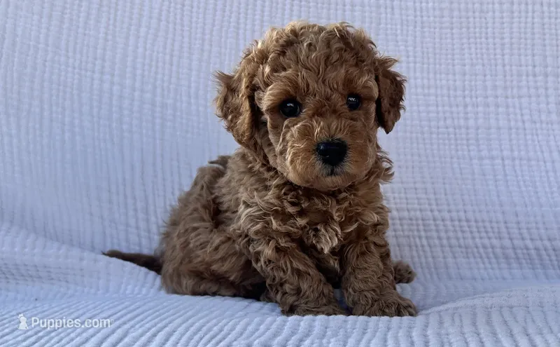 Tucker – Maltipoo, Poodle - Toy  puppy for sale in Tucson, AZ