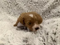 Timmy, a male Maltipoo and Poodle - Toy  for sale in Tucson, AZ – 9 of 10