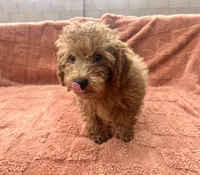 Tucker, a male Maltipoo and Poodle - Toy  for sale in Tucson, AZ – 4 of 10