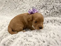 Sugar, a female Maltipoo and Poodle - Toy  for sale in Tucson, AZ – 4 of 10