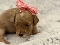 Honey, a female Maltipoo for sale in Tucson, AZ – 8 of 10