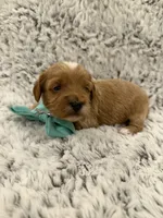 Greggy, a male Maltipoo and Poodle - Toy  for sale in Tucson, AZ – 8 of 10