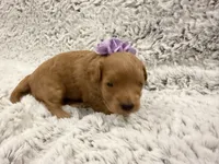 Sugar, a female Maltipoo and Poodle - Toy  for sale in Tucson, AZ – 8 of 10