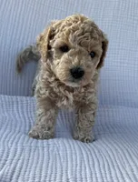 Daisy, a female Maltipoo and Poodle - Toy  for sale in Tucson, AZ – 2 of 5