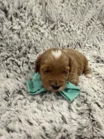 Greggy, a male Maltipoo and Poodle - Toy  for sale in Tucson, AZ – 3 of 10