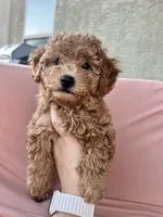 Scout, a male Maltipoo and Poodle - Toy  for sale in Tucson, AZ – 2 of 10