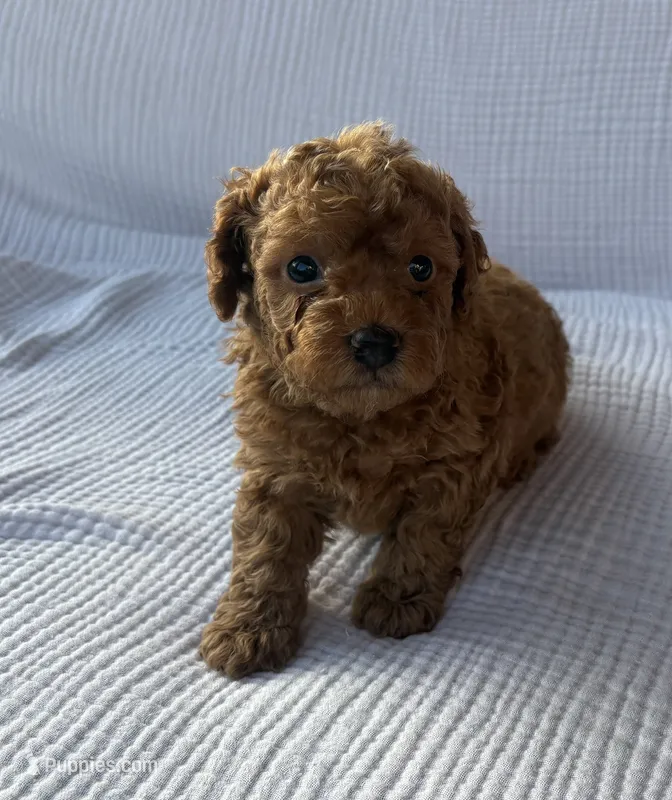 Tucker – Maltipoo, Poodle - Toy  puppy for sale in Tucson, AZ