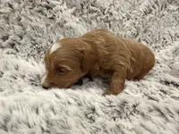 Timmy, a male Maltipoo and Poodle - Toy  for sale in Tucson, AZ – 10 of 10