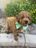 Bandit, a male Cavapoo and Poodle - Toy  for sale in Tucson, AZ – 3 of 7