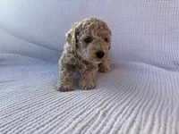 Daisy, a female Maltipoo and Poodle - Toy  for sale in Tucson, AZ – 5 of 5