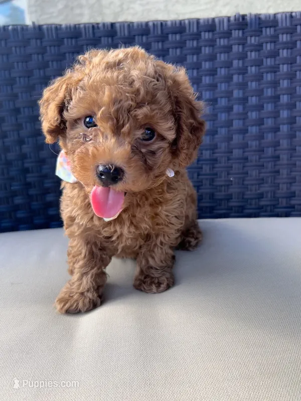 Tucker – Maltipoo, Poodle - Toy  puppy for sale in Tucson, AZ