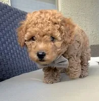 Scout, a male Maltipoo and Poodle - Toy  for sale in Tucson, AZ – 5 of 10