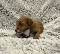 Timmy, a male Maltipoo and Poodle - Toy  for sale in Tucson, AZ – 3 of 10