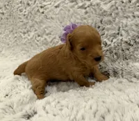 Sugar, a female Maltipoo and Poodle - Toy  for sale in Tucson, AZ – 7 of 10
