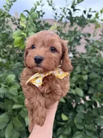 Reggie, a male Maltipoo and Poodle - Toy  for sale in Tucson, AZ – Photo 9 of 10
