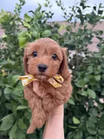 Reggie, a male Maltipoo and Poodle - Toy  for sale in Tucson, AZ – Photo 5 of 10