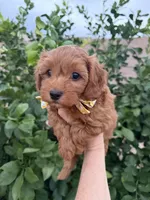 Reggie, a male Maltipoo and Poodle - Toy  for sale in Tucson, AZ – Photo 7 of 10