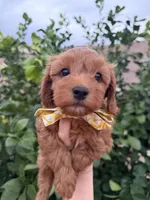Reggie, a male Maltipoo and Poodle - Toy  for sale in Tucson, AZ – Photo 10 of 10