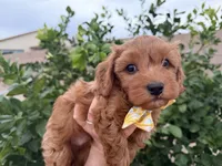 Reggie, a male Maltipoo and Poodle - Toy  for sale in Tucson, AZ – Photo 2 of 10