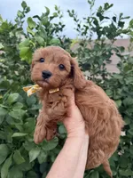 Reggie, a male Maltipoo and Poodle - Toy  for sale in Tucson, AZ – Photo 4 of 10