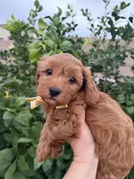 Reggie, a male Maltipoo and Poodle - Toy  for sale in Tucson, AZ – Photo 1 of 10