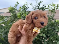 Reggie, a male Maltipoo and Poodle - Toy  for sale in Tucson, AZ – Photo 3 of 10