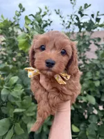 Reggie, a male Maltipoo and Poodle - Toy  for sale in Tucson, AZ – Photo 6 of 10