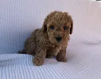 Scout, a male Maltipoo and Poodle - Toy  for sale in Tucson, AZ – 4 of 6