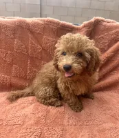 Tucker, a male Maltipoo and Poodle - Toy  for sale in Tucson, AZ – 3 of 10