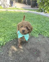 Bandit, a male Cavapoo and Poodle - Toy  for sale in Tucson, AZ – 5 of 7