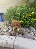 Bandit, a male Cavapoo and Poodle - Toy  for sale in Tucson, AZ – 2 of 7