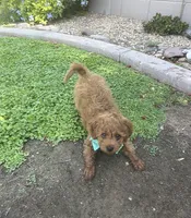 Bandit, a male Cavapoo and Poodle - Toy  for sale in Tucson, AZ – 7 of 7