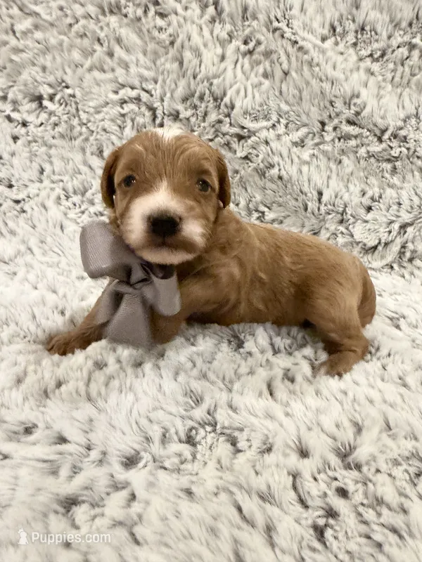 Timmy – Maltipoo, Poodle - Toy  puppy for sale in Tucson, AZ