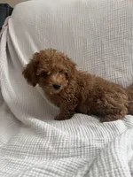 Tucker, a male Maltipoo and Poodle - Toy  for sale in Tucson, AZ – 7 of 10