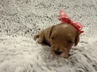 Honey, a female Maltipoo for sale in Tucson, AZ – 5 of 10
