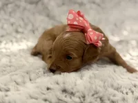 Honey, a female Maltipoo for sale in Tucson, AZ – 10 of 10