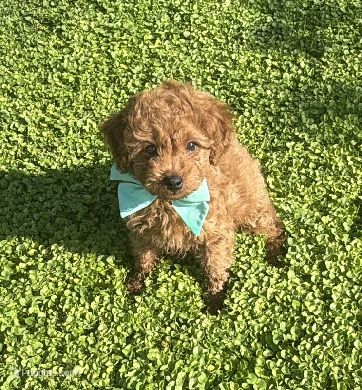 Bandit – Cavapoo, Poodle - Toy  puppy for sale in Tucson, AZ