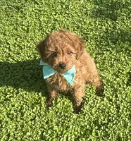 Bandit, a male Cavapoo and Poodle - Toy  for sale in Tucson, AZ – 1 of 7