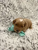 Greggy, a male Maltipoo and Poodle - Toy  for sale in Tucson, AZ – 9 of 10