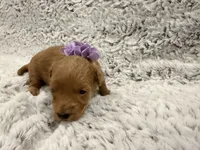 Sugar, a female Maltipoo and Poodle - Toy  for sale in Tucson, AZ – 9 of 10