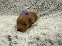 Sugar, a female Maltipoo and Poodle - Toy  for sale in Tucson, AZ – 10 of 10
