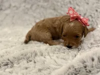 Honey, a female Maltipoo for sale in Tucson, AZ – 2 of 10