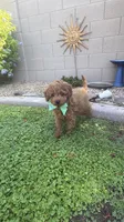 Bandit, a male Cavapoo and Poodle - Toy  for sale in Tucson, AZ – 6 of 7