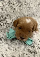 Greggy, a male Maltipoo and Poodle - Toy  for sale in Tucson, AZ – 7 of 10