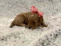 Honey, a female Maltipoo for sale in Tucson, AZ – 9 of 10