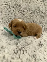Greggy, a male Maltipoo and Poodle - Toy  for sale in Tucson, AZ – 5 of 10