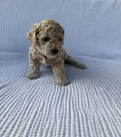 Daisy, a female Maltipoo and Poodle - Toy  for sale in Tucson, AZ – 4 of 5