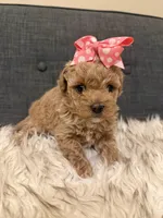 Clementine, a female Maltipoo for sale in Tucson, AZ – Photo 7 of 10